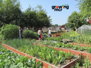 the front page of the booklet which is an image of an allotment within the initiative