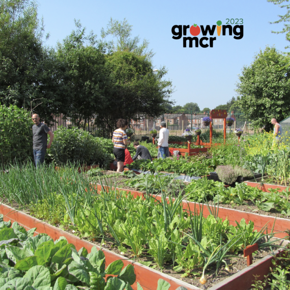 the front page of the booklet which is an image of an allotment within the initiative